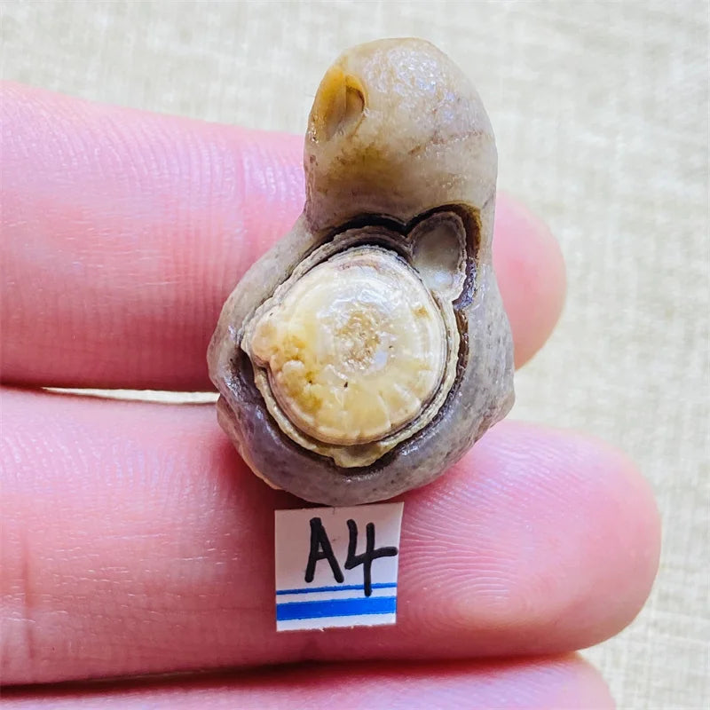 Sc7787bf5cdc34acb87e6a3bd41324a0fq